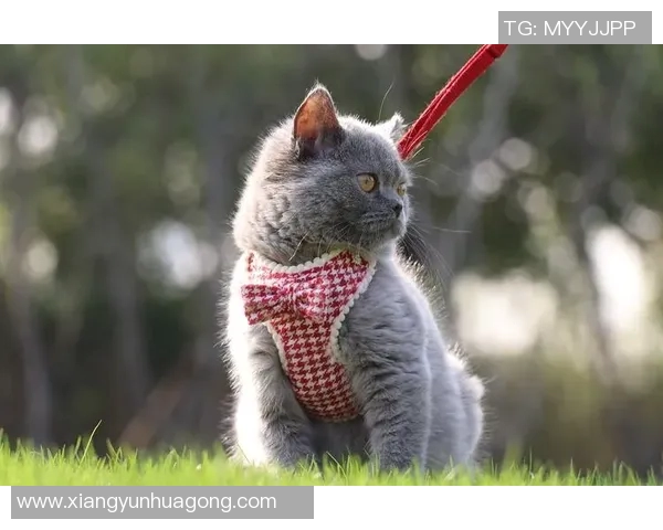 猫系足球明星的魅力与风采探索之旅，揭秘他们的独特个性与球场表现